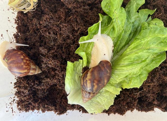 云南白玉蜗牛养殖技术-图1