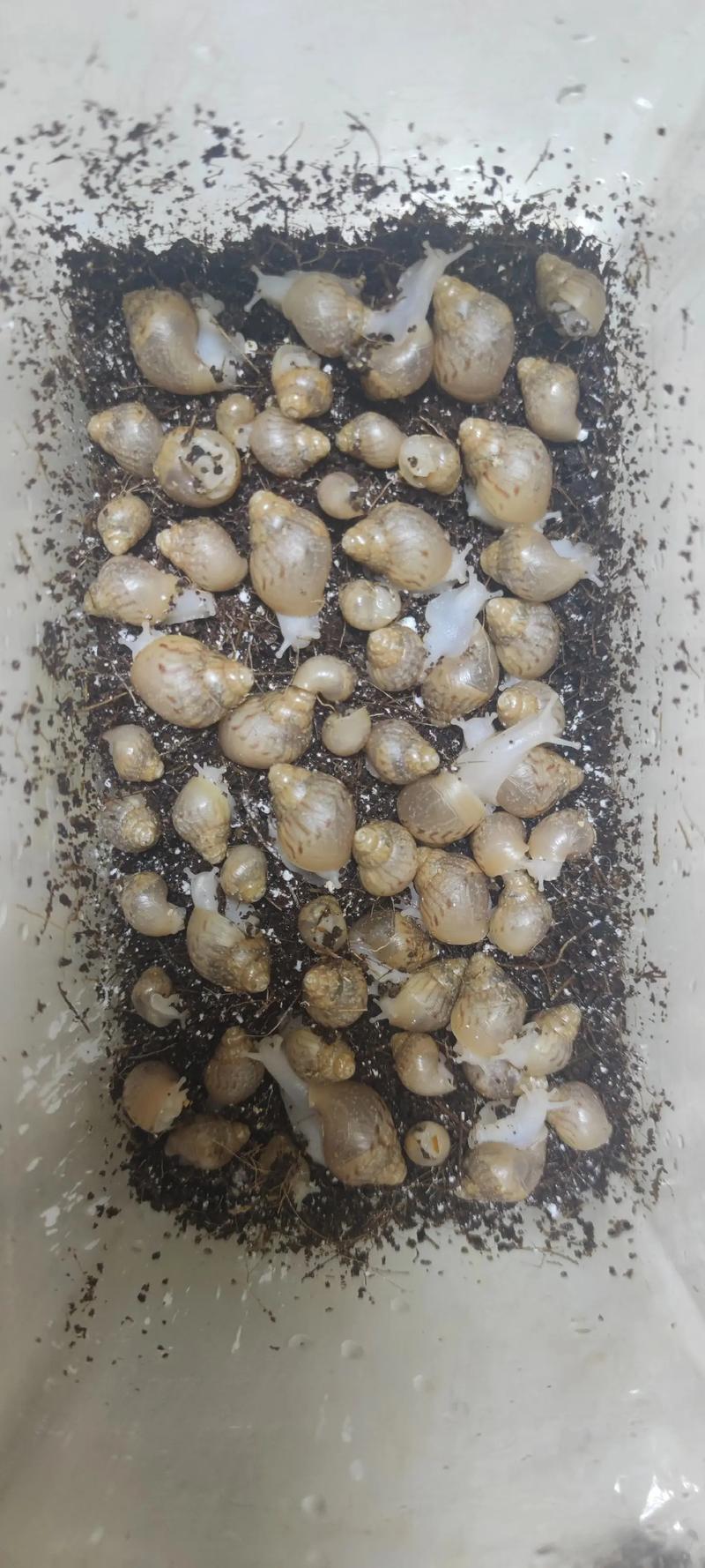 云南白玉蜗牛养殖技术-图3