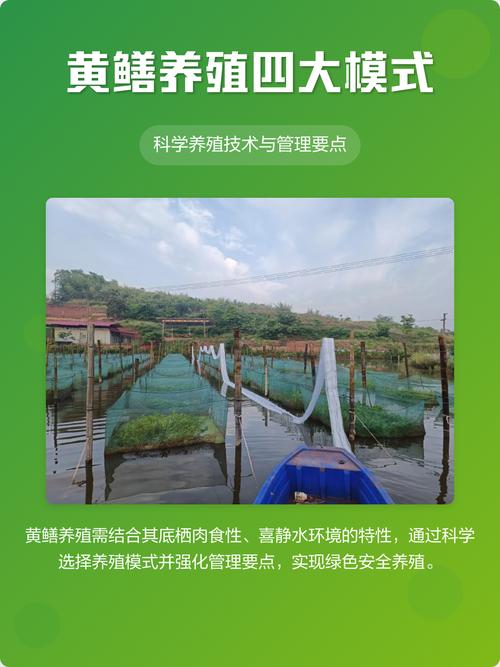 酒店黄鳝怎么养殖技术-图1