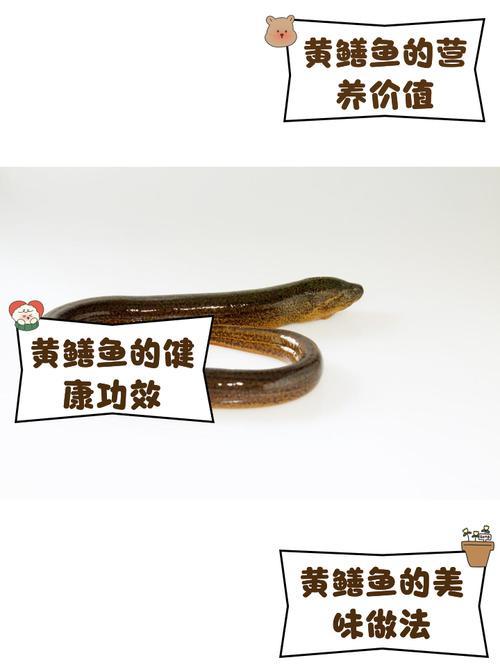 酒店黄鳝怎么养殖技术-图2