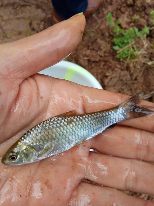 广东鱼塘的小野鱼品种-图1