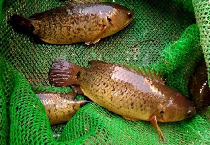 广东鱼塘的小野鱼品种-图3