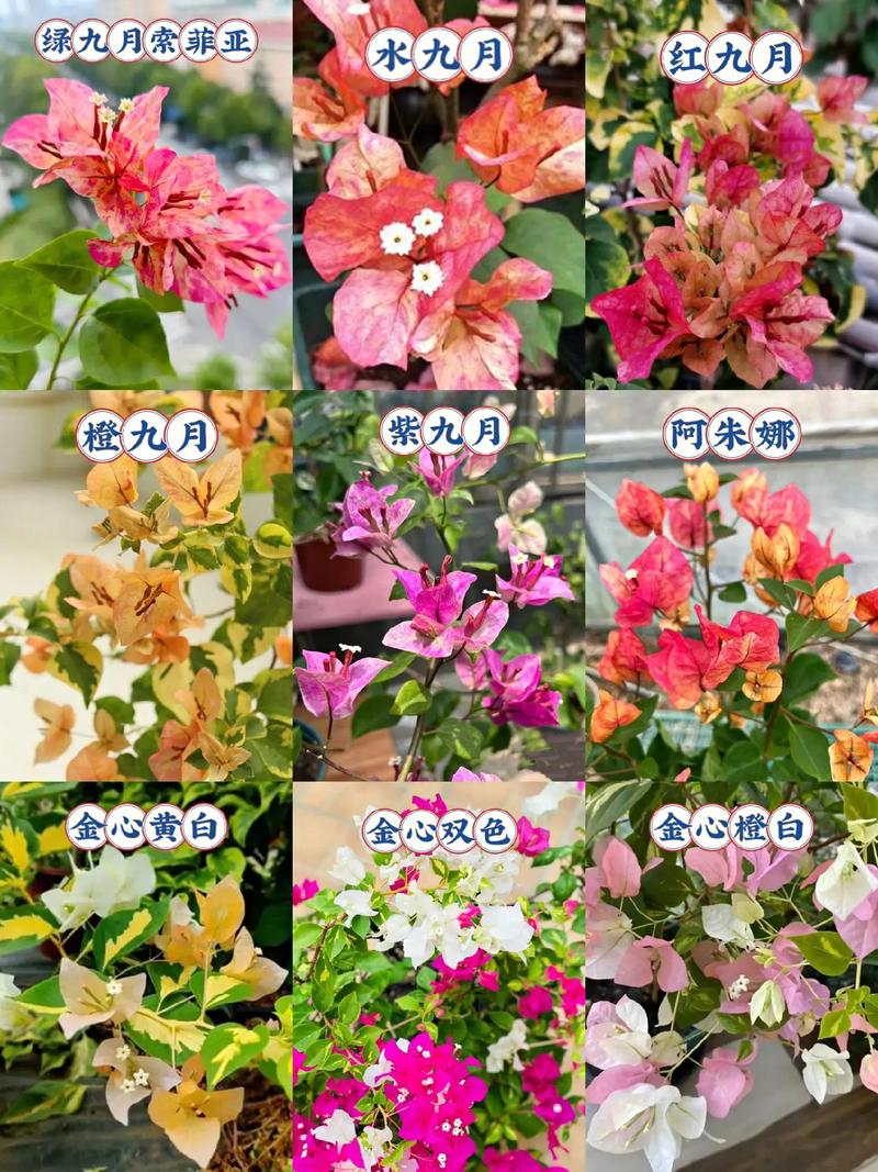 花朵品种有哪些？图片怎么识别？-图1