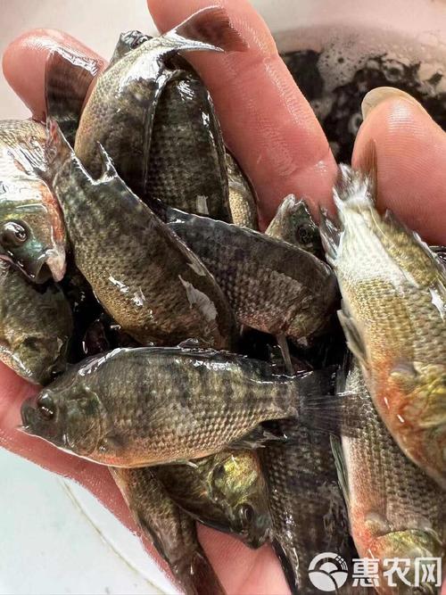 海南有哪些罗非鱼苗品种？-图1