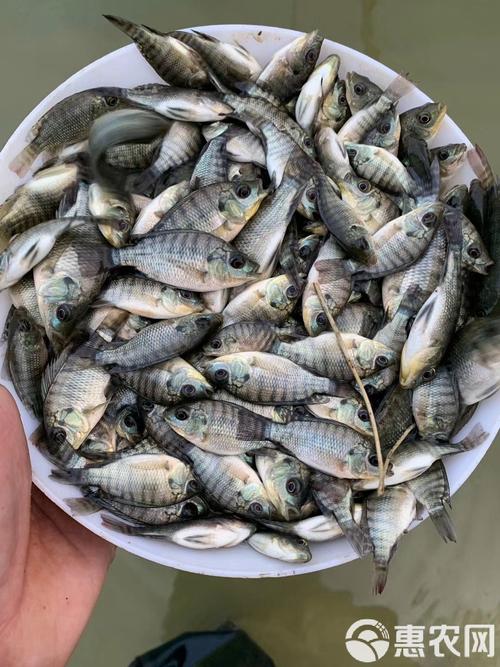 海南有哪些罗非鱼苗品种？-图2