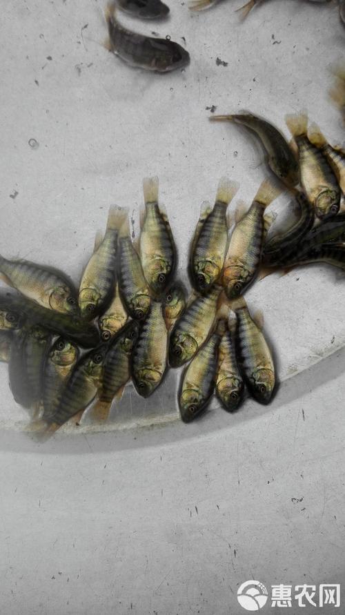 海南有哪些罗非鱼苗品种？-图3