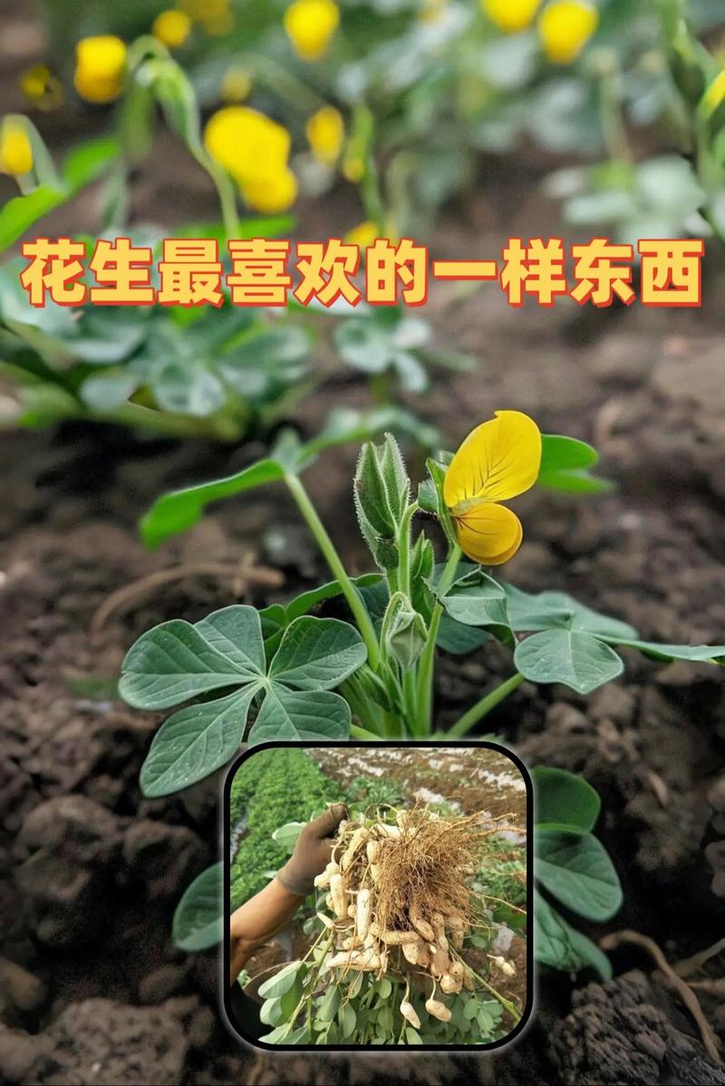 花生种植技术步骤视频有哪些？-图1