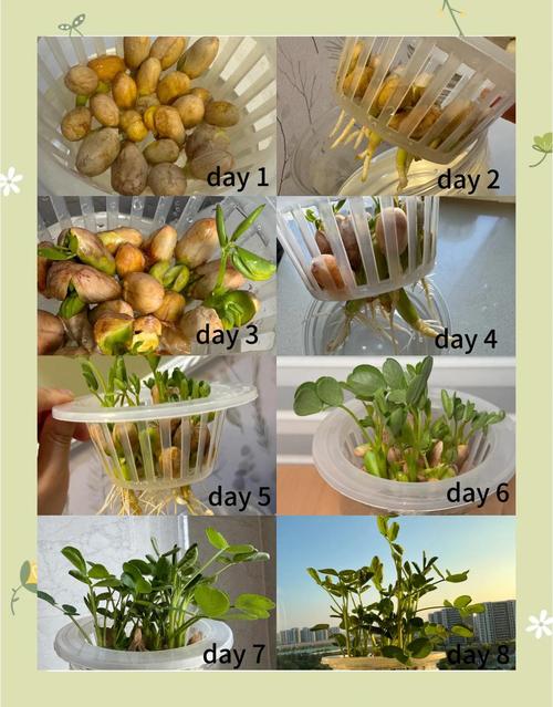 花生种植技术步骤视频有哪些？-图3
