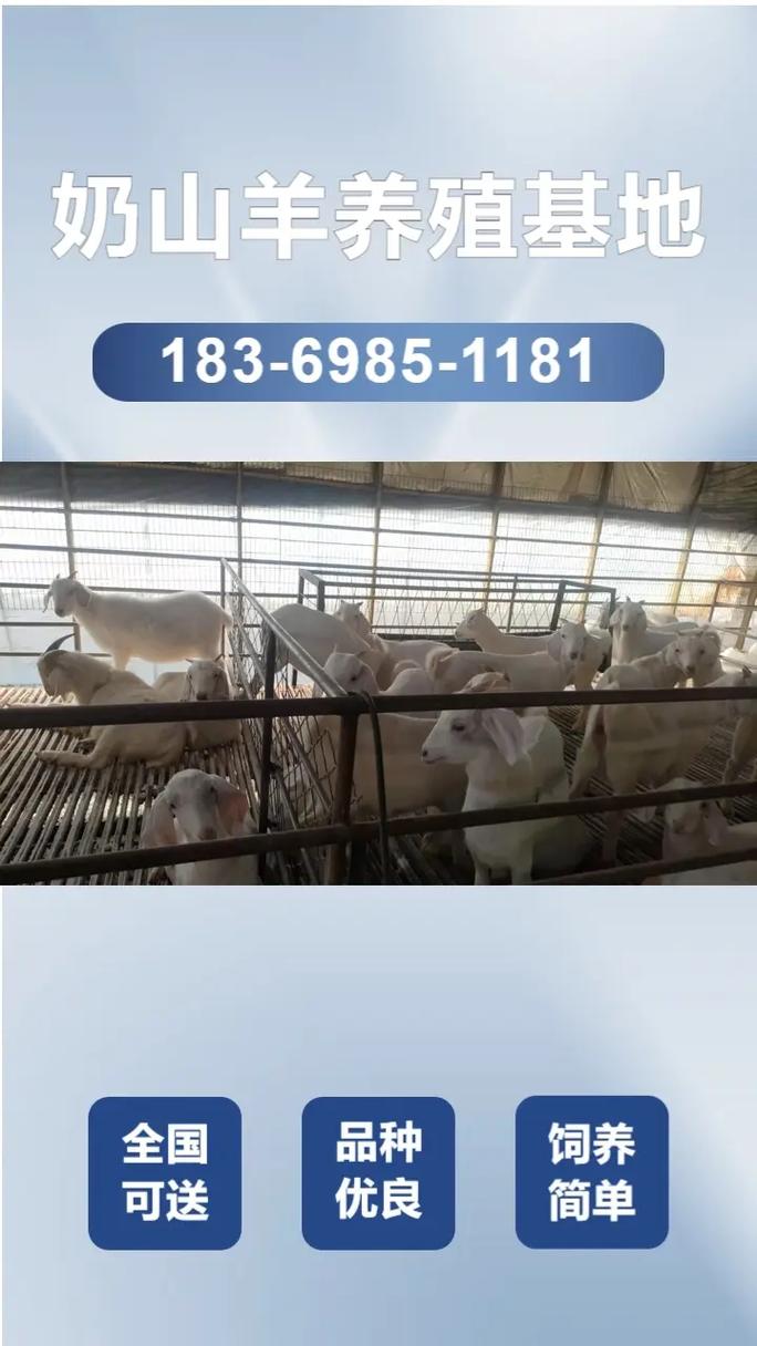 波尔山羊养殖技术价格-图2