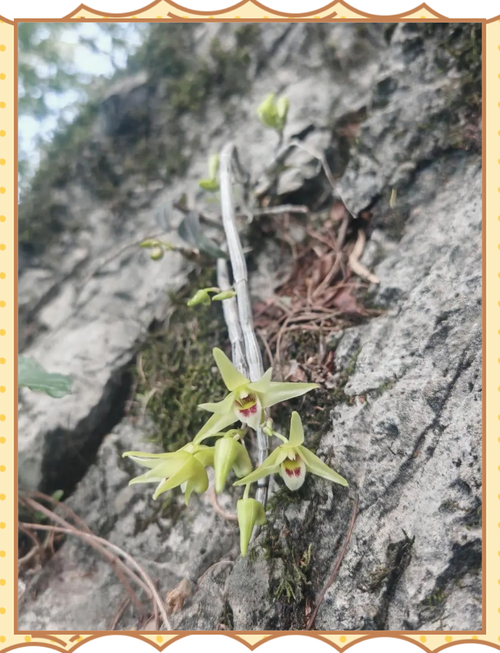 铁皮石斛技术交流QQ群如何加入？-图1