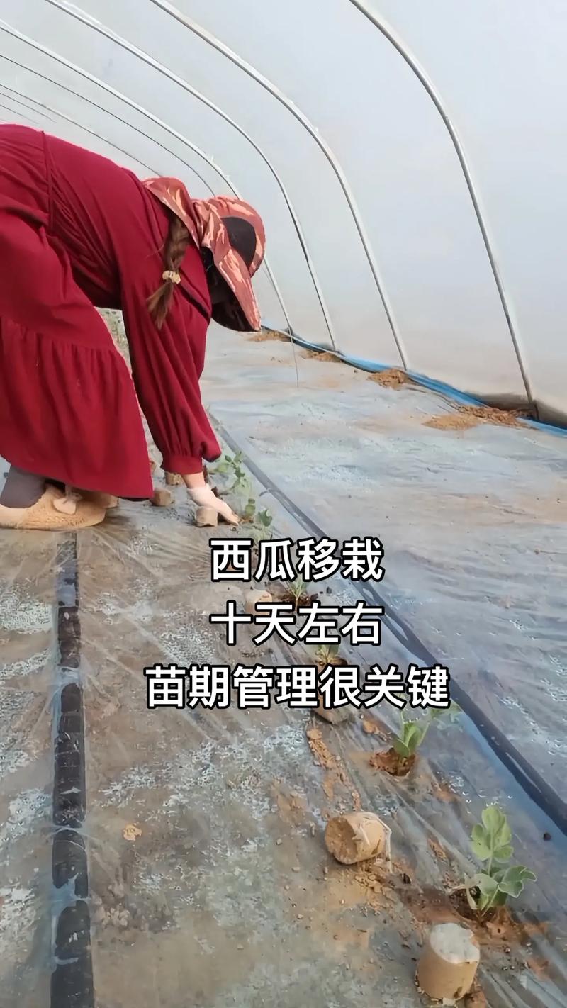 西瓜种植技术有哪些关键要点？-图1