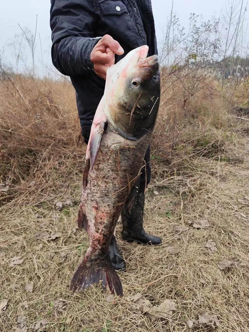 如何实现水库鳙鱼高产养殖？-图1