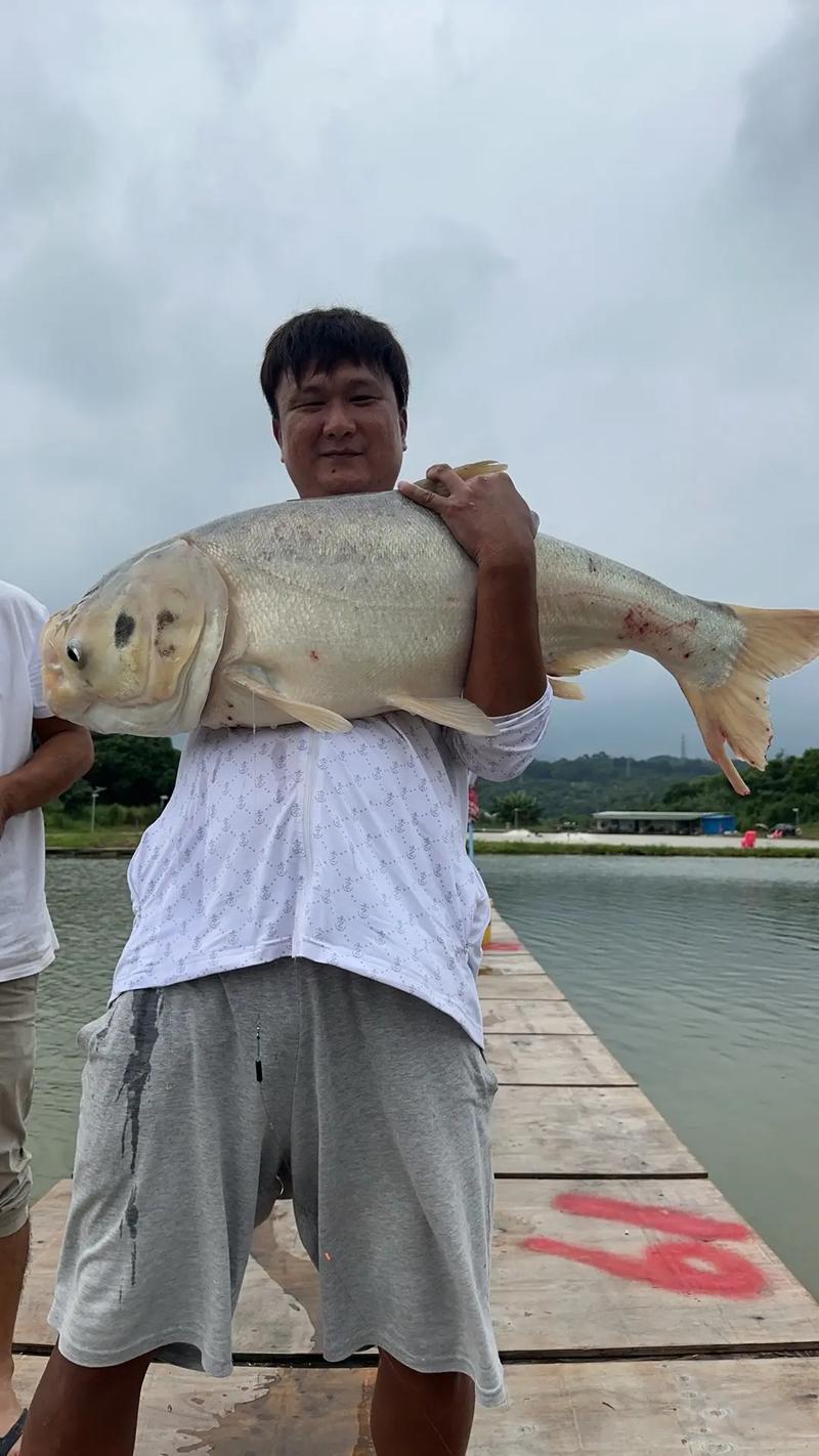 如何实现水库鳙鱼高产养殖？-图2