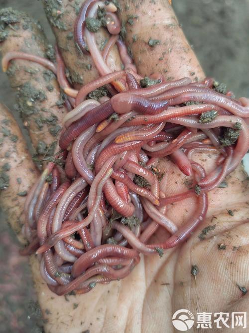 养殖蚯蚓选什么品种最合适？-图1
