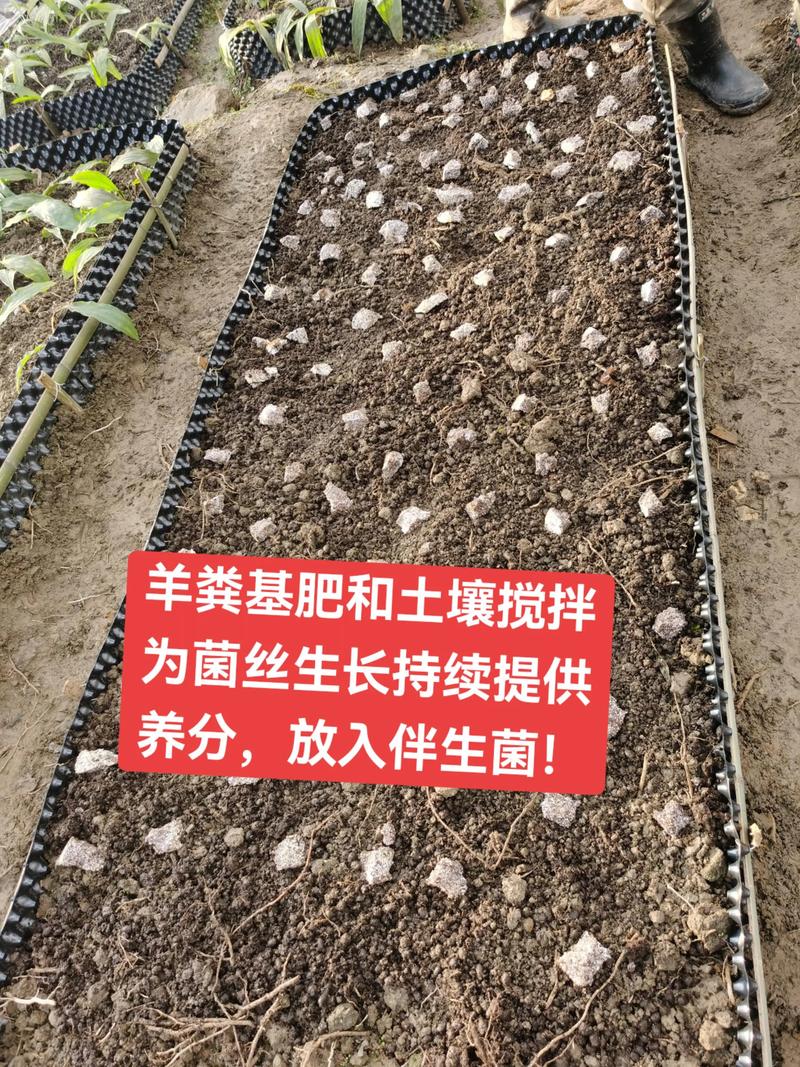 蘑菇种植技术方法图片-图1