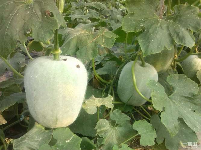 白皮冬瓜高产种植技术-图1