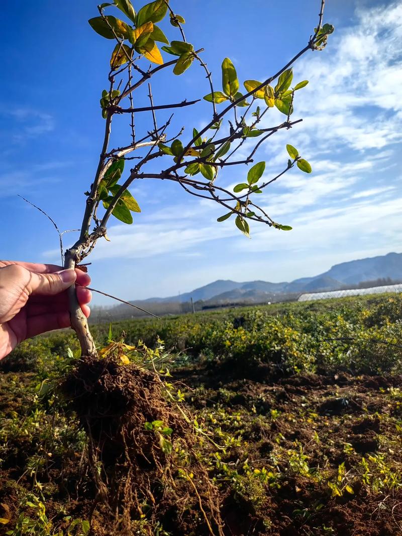 黄金种植技术视频下载-图1