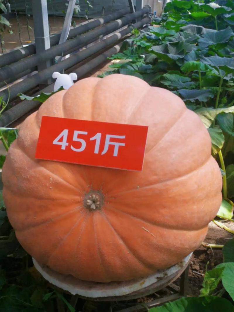 哪种南瓜最大又最好吃?-图2 哪种南瓜最大又最好吃?-图2