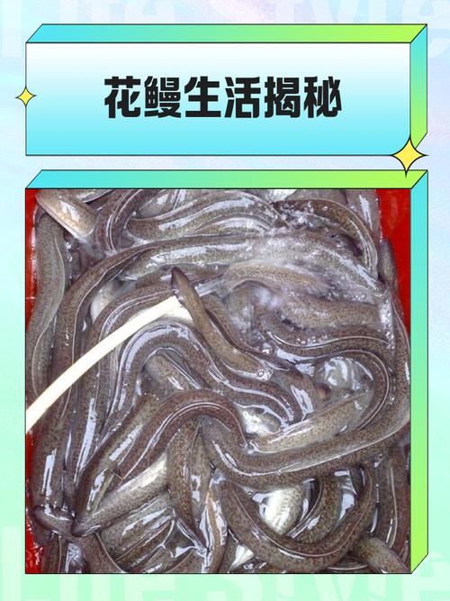 如何辨别鳗鱼优良品种？-图2