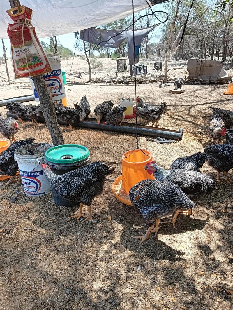 甘肃适合养哪些土鸡品种？-图1