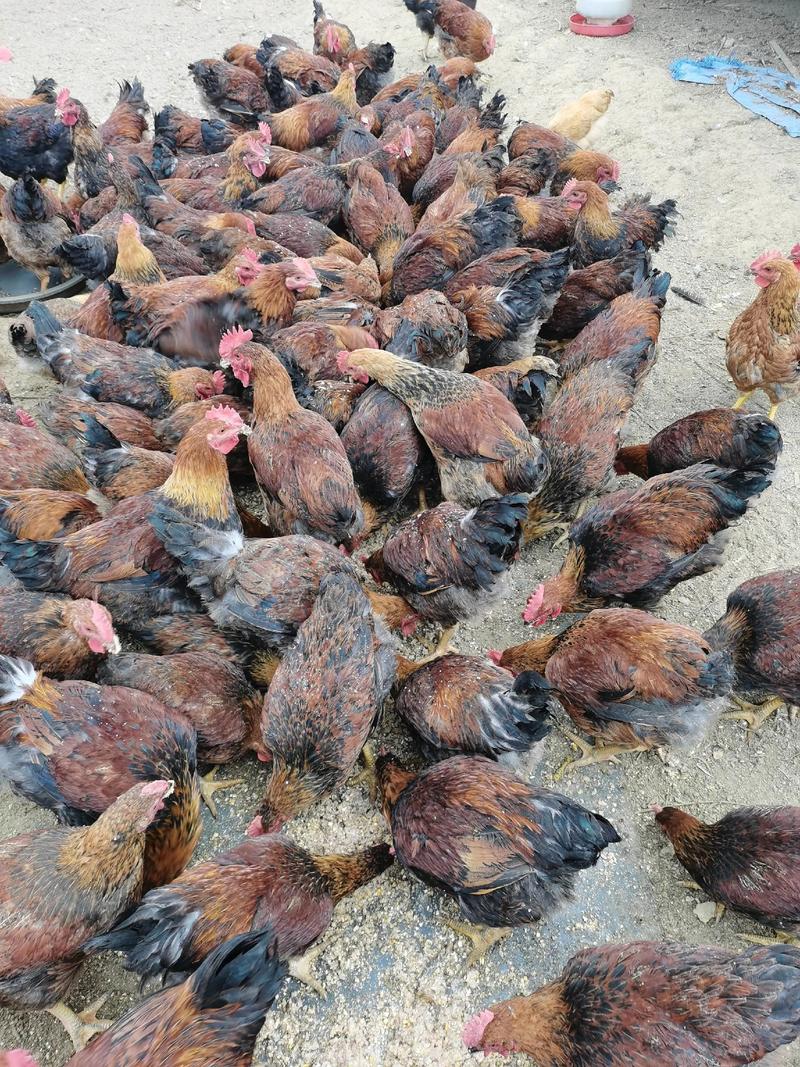 甘肃适合养哪些土鸡品种？-图2