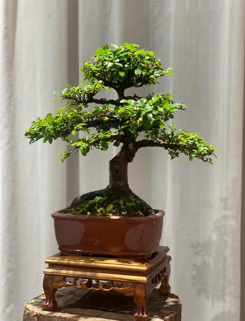 北方盆景最好养的品种-图1