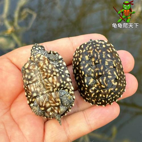 2025年斑点池价格-图1