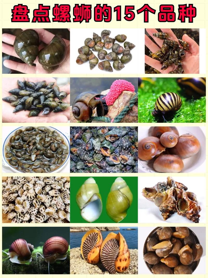 田螺都能吃吗？-图1