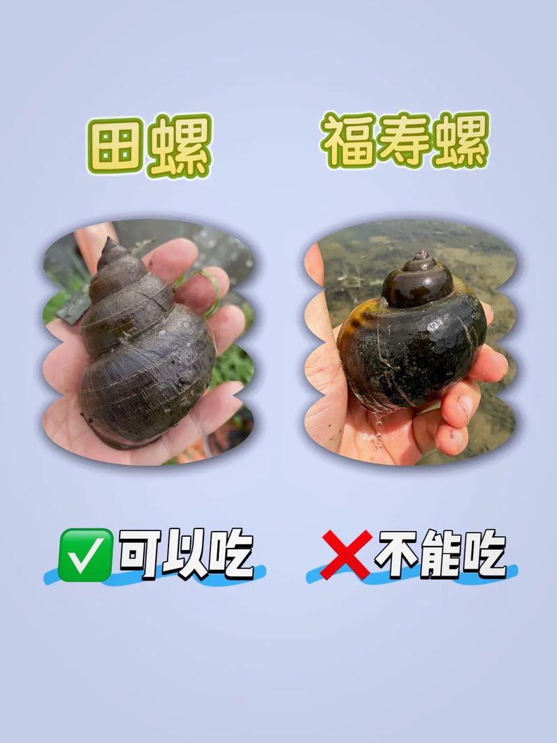 田螺都能吃吗？-图2
