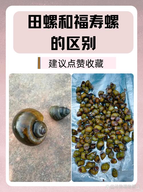 田螺都能吃吗？-图3