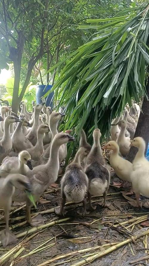 哪种水草品种是鹅爱吃的？-图1