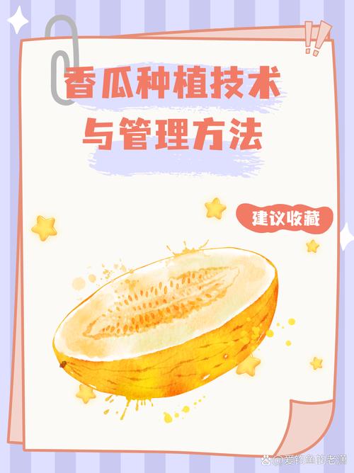 露地香瓜如何实现高产种植？-图2