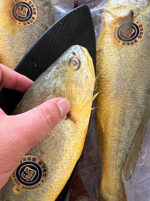 养殖黄鱼的品种有哪些-图2