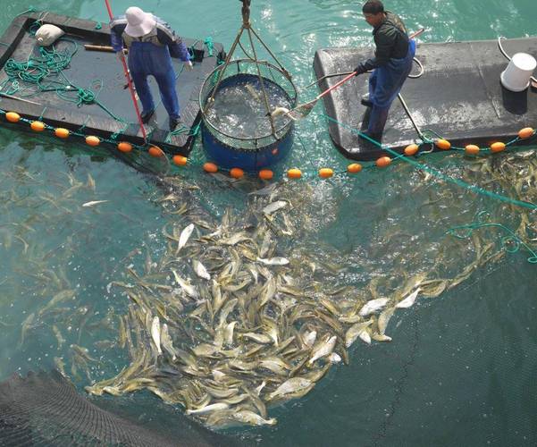 养殖黄鱼的品种有哪些-图1