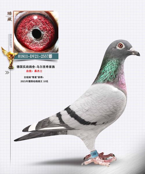 哪种肉鸽品种抗病力最强？-图1