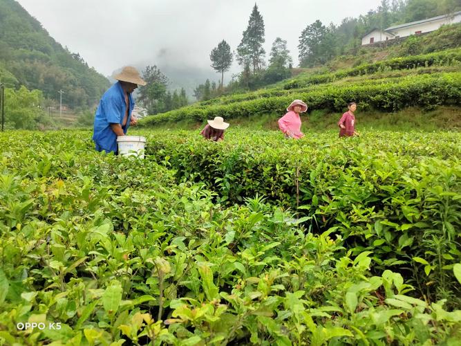茶叶种植管理技术视频，如何高效掌握关键要点？-图1