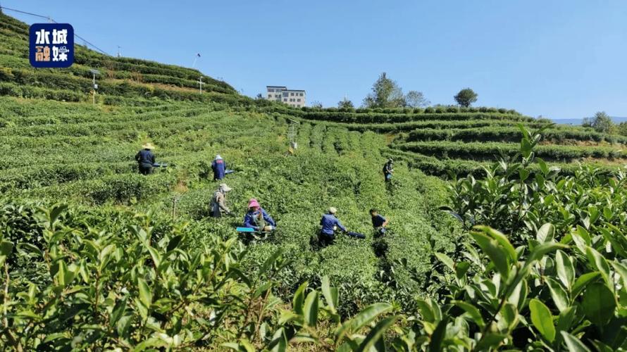 茶叶种植管理技术视频，如何高效掌握关键要点？-图2