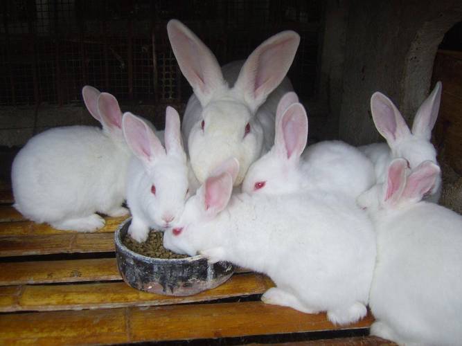 哪种兔子最适合农村养殖？-图1
