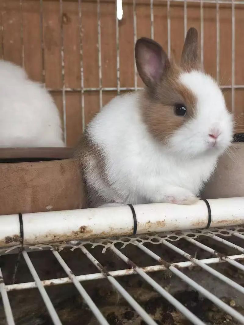 哪种兔子最适合农村养殖？-图2