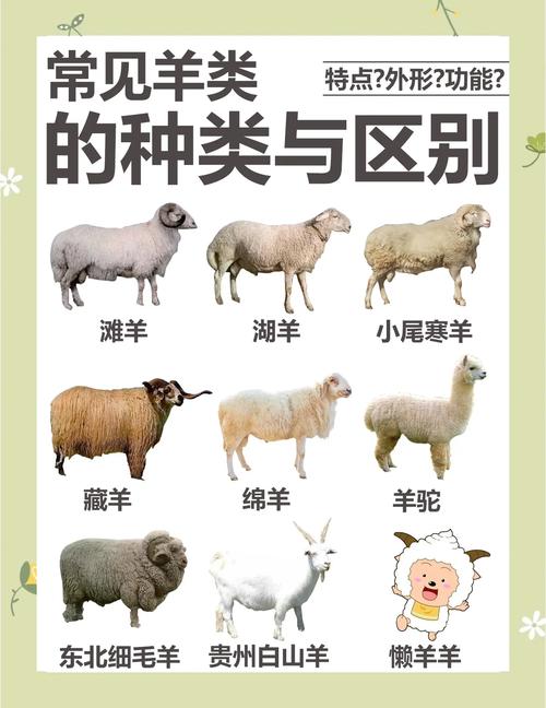 如今养羊都选什么品种最合适？-图2