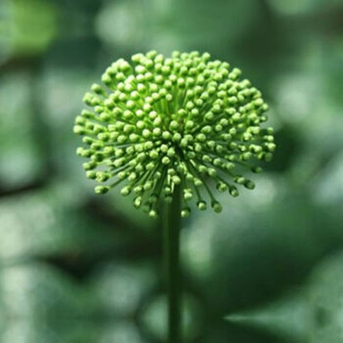 2025鲜三七价格会涨还是跌？-图2