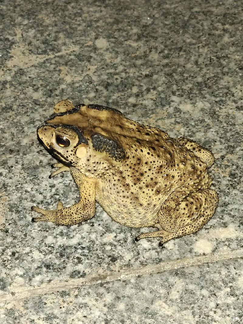 蟾蜍品种多样，全球分布范围有多广？-图1