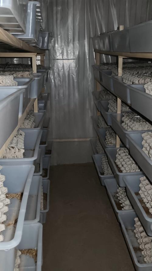 生态蝎子养殖技术视频怎么学？-图1