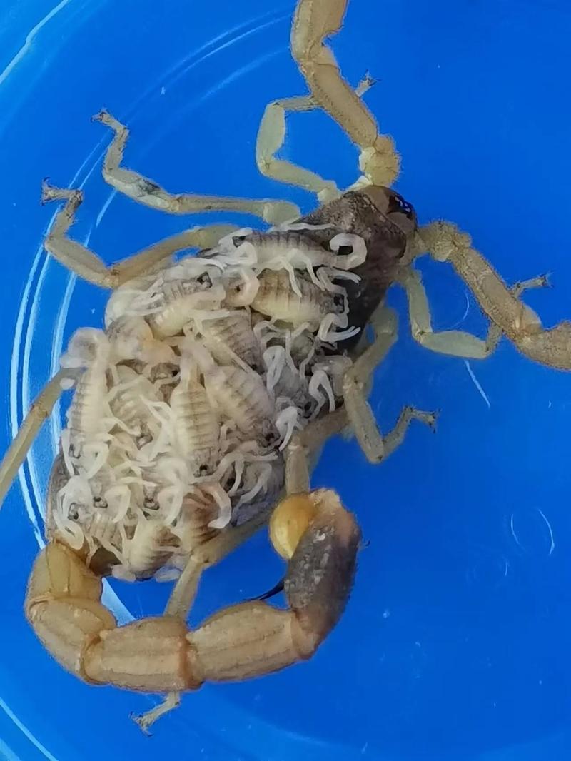 生态蝎子养殖技术视频怎么学？-图2