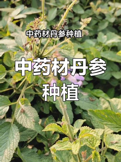 山东丹参高产种植技术有哪些关键要点？-图2