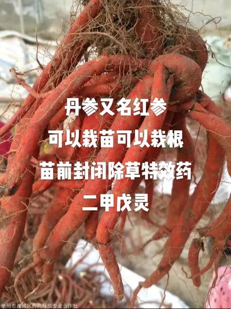 山东丹参高产种植技术有哪些关键要点？-图3