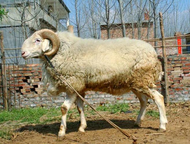 中国多胎绵羊品种有哪些？-图3
