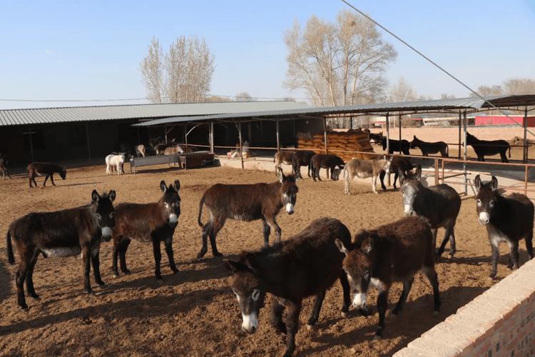 养毛驴哪个品种最赚钱？-图3