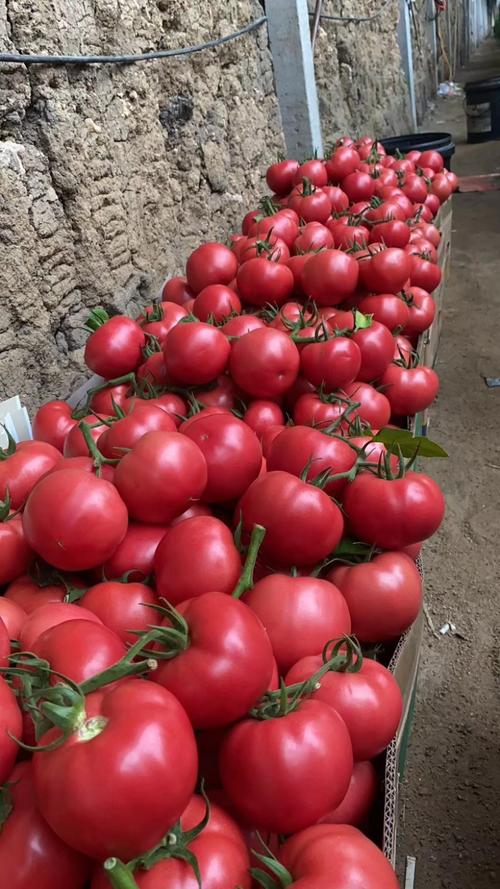 西红柿什么品种挂果最多？-图1