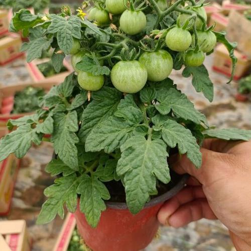 西红柿什么品种挂果最多？-图3